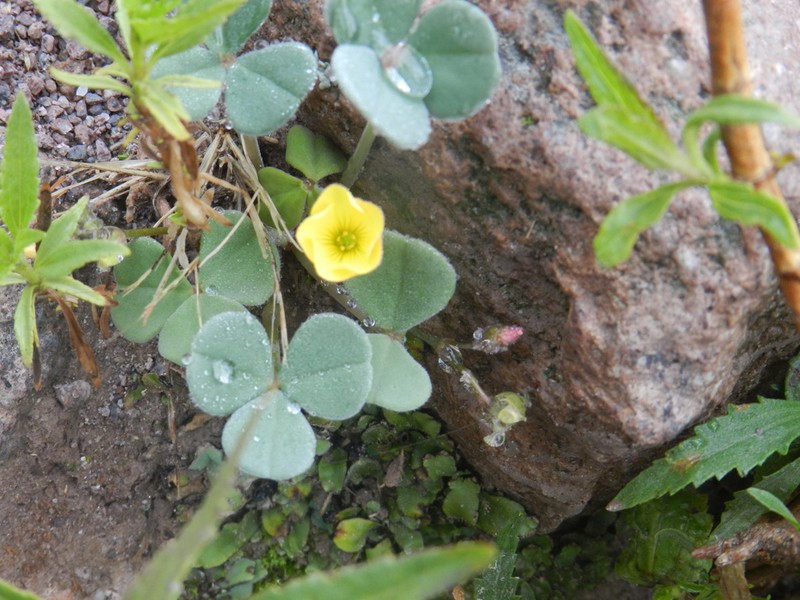 Oxalis megalorrhiza photo 3
