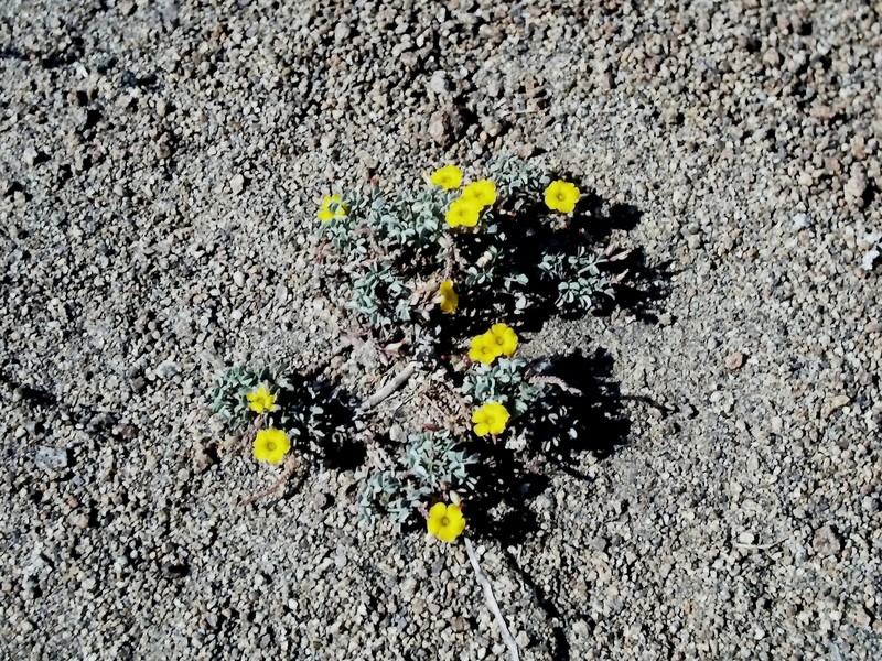 Oxalis megalorrhiza photo 4