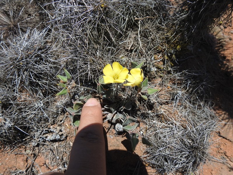 Oxalis megalorrhiza photo 5