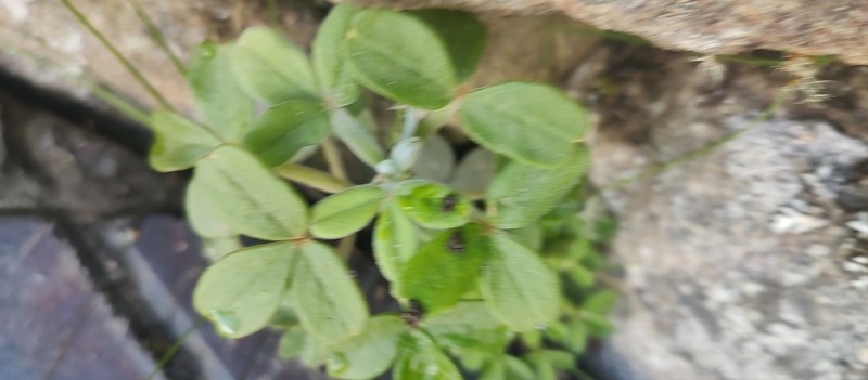 Oxalis megalorrhiza photo 6