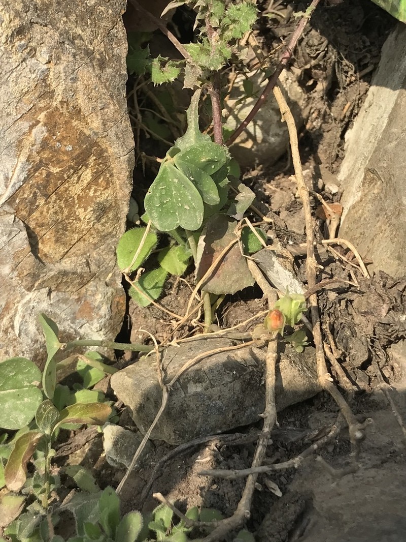Oxalis megalorrhiza photo 8
