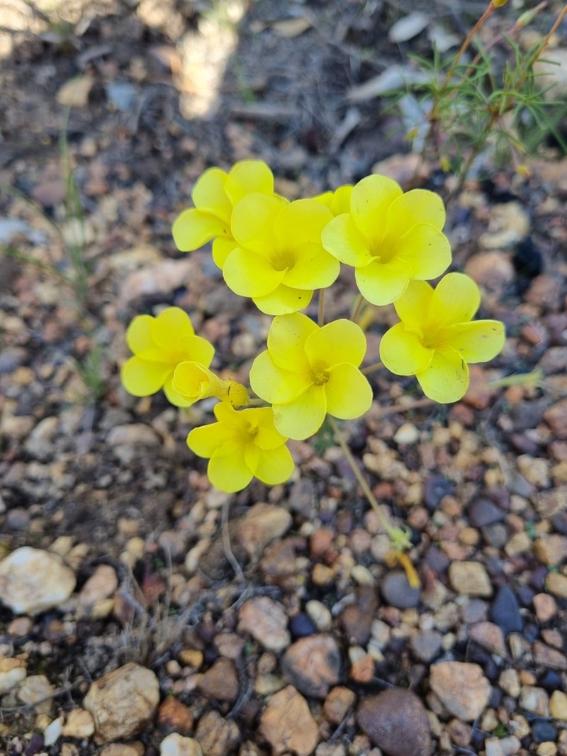 Oxalis meisneri photo 2