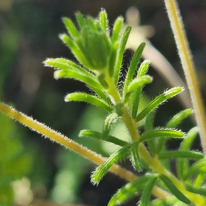 Oxalis meisneri photo 3