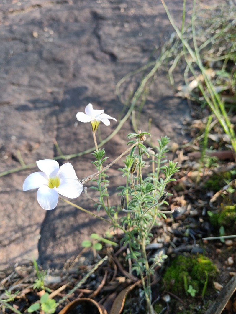 Oxalis meisneri photo 5