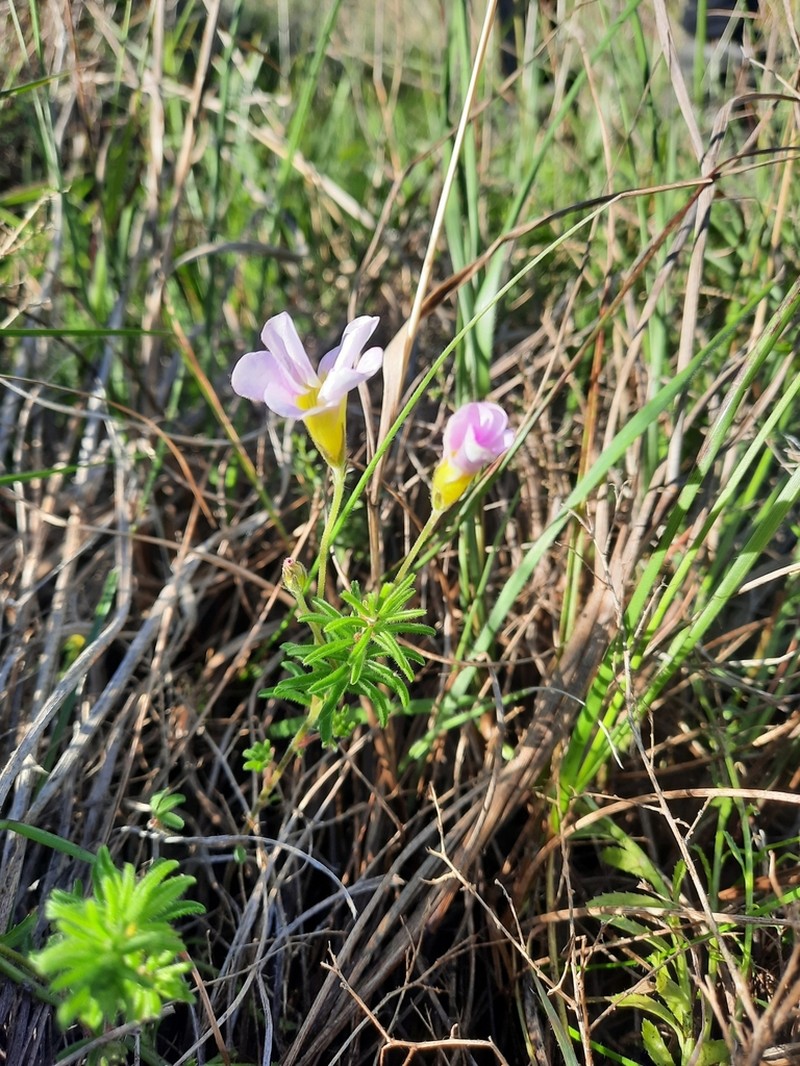 Oxalis meisneri photo 6