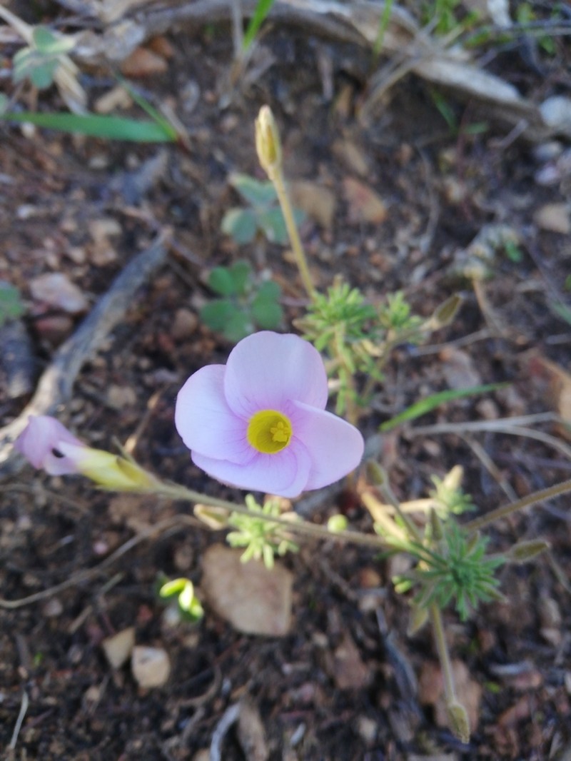 Oxalis meisneri photo 8