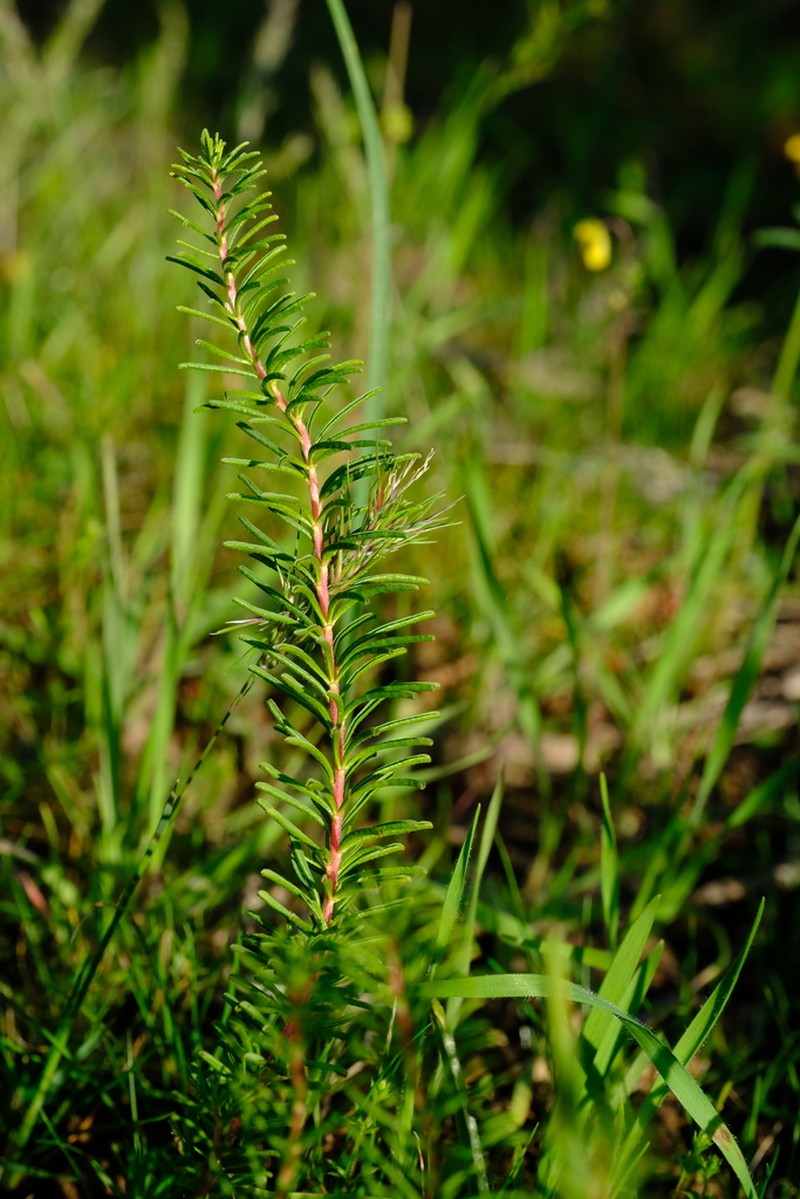 Oxalis melanograpta photo 2