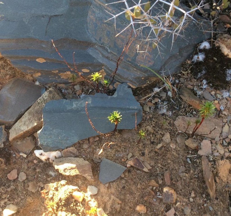 Oxalis melanograpta photo 3