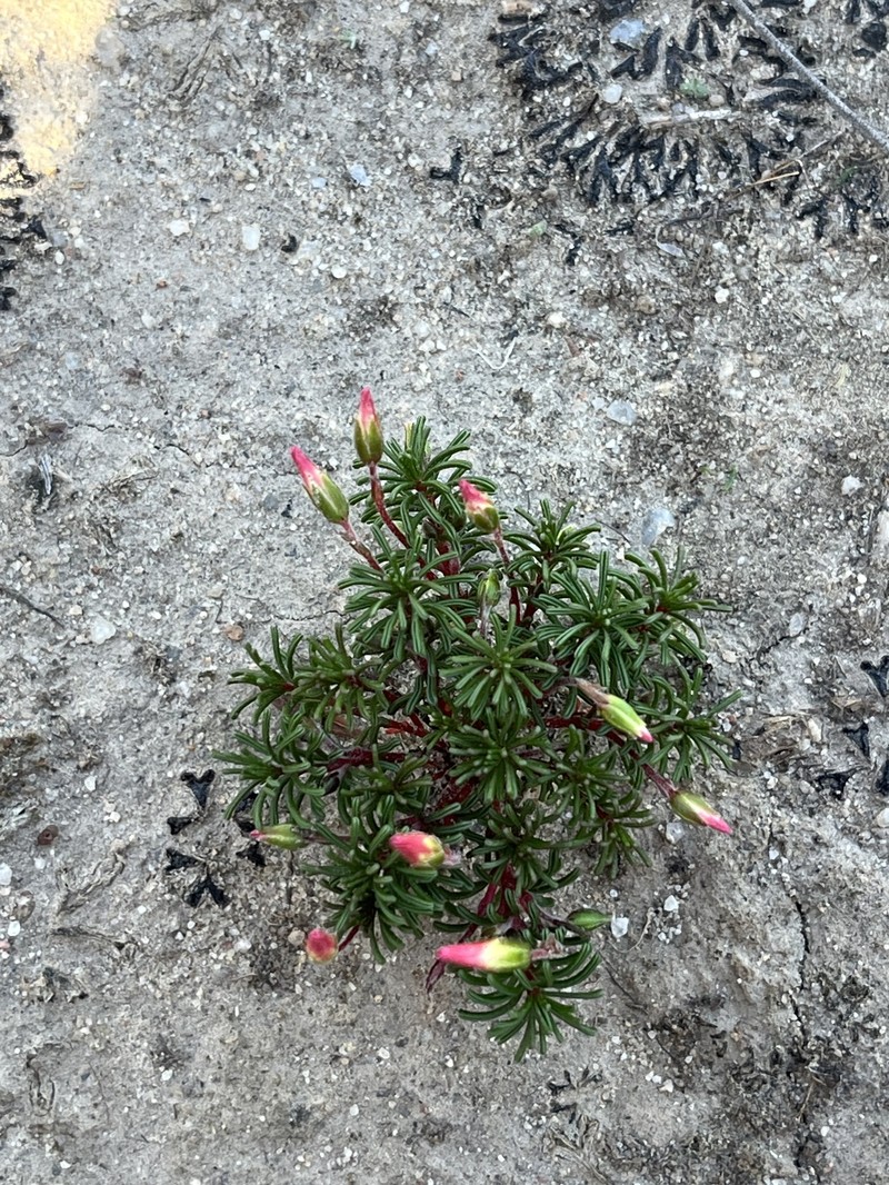 Oxalis melanograpta photo 8
