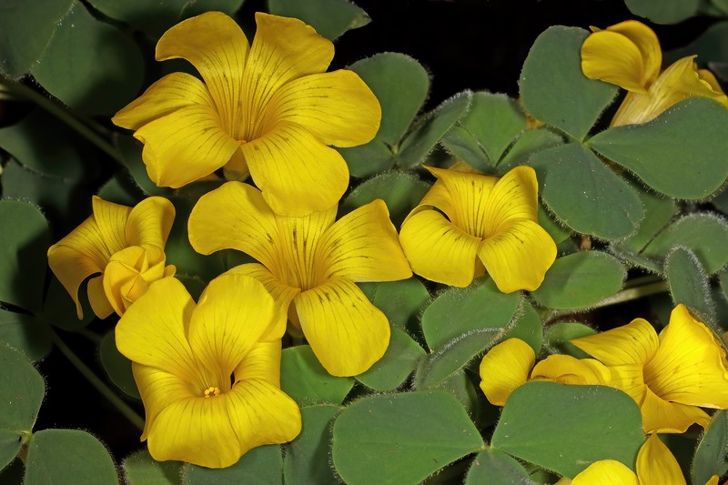Oxalis melanosticta
