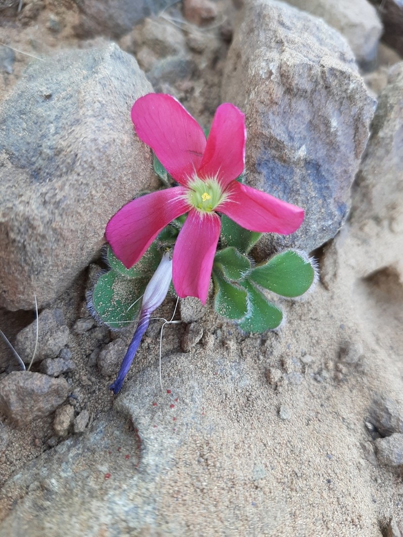 Oxalis melanosticta photo 2
