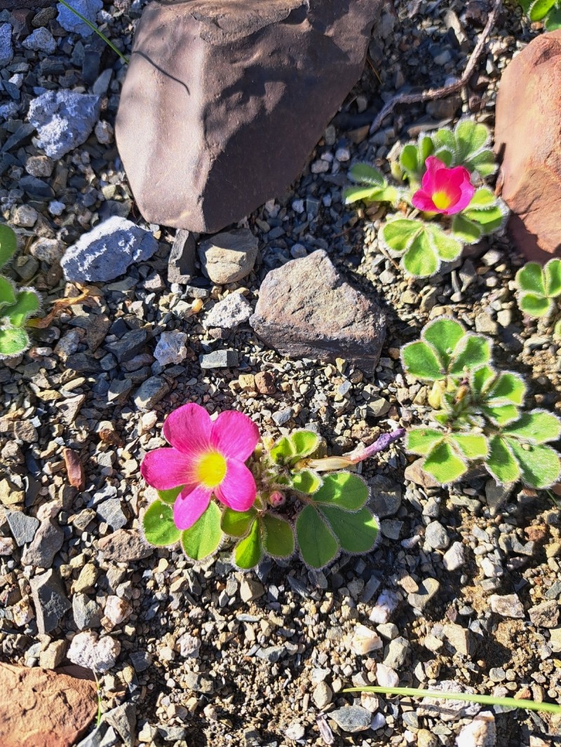 Oxalis melanosticta photo 3