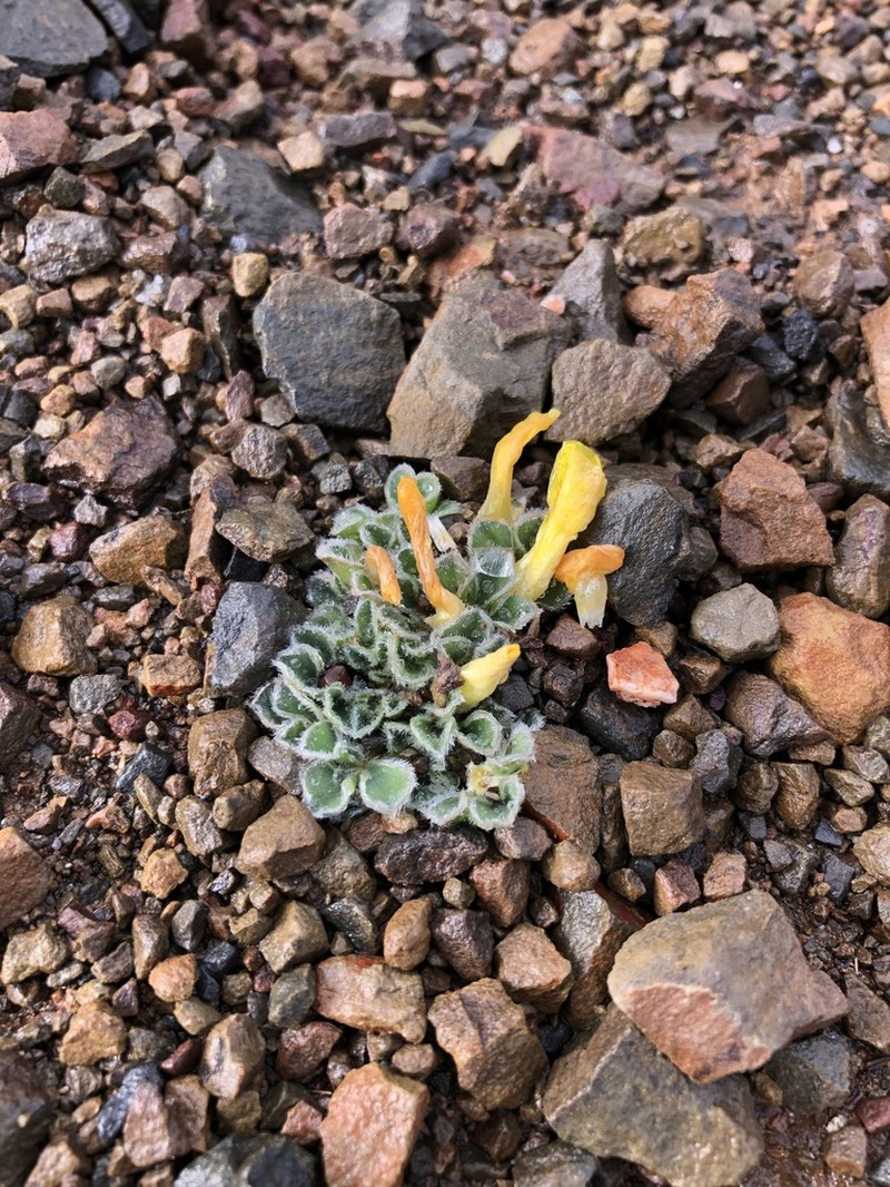 Oxalis melanosticta photo 4
