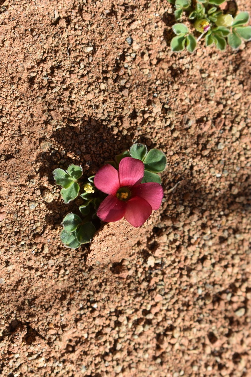 Oxalis melanosticta photo 6