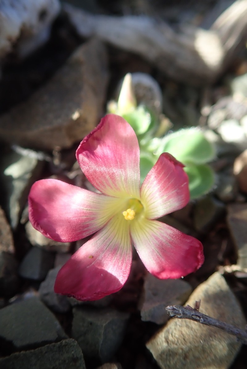 Oxalis melanosticta photo 7