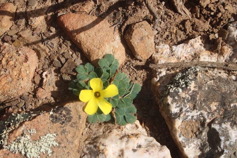 Oxalis melanosticta var. melanosticta