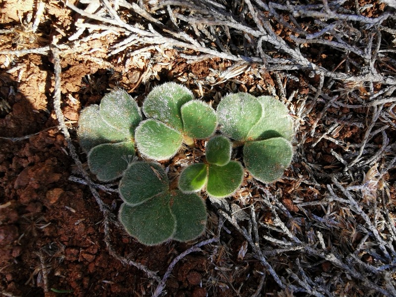 Oxalis melanosticta var. melanosticta photo 2