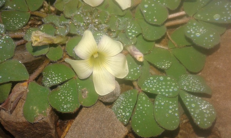 Oxalis melanosticta var. melanosticta photo 4