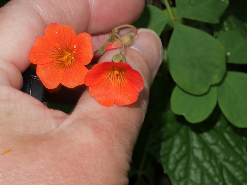 Oxalis melilotoides photo 2