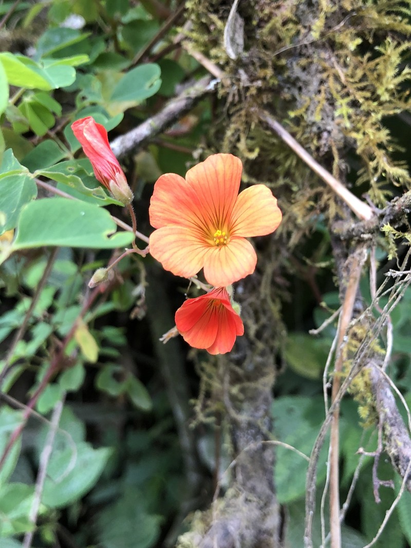 Oxalis melilotoides photo 3