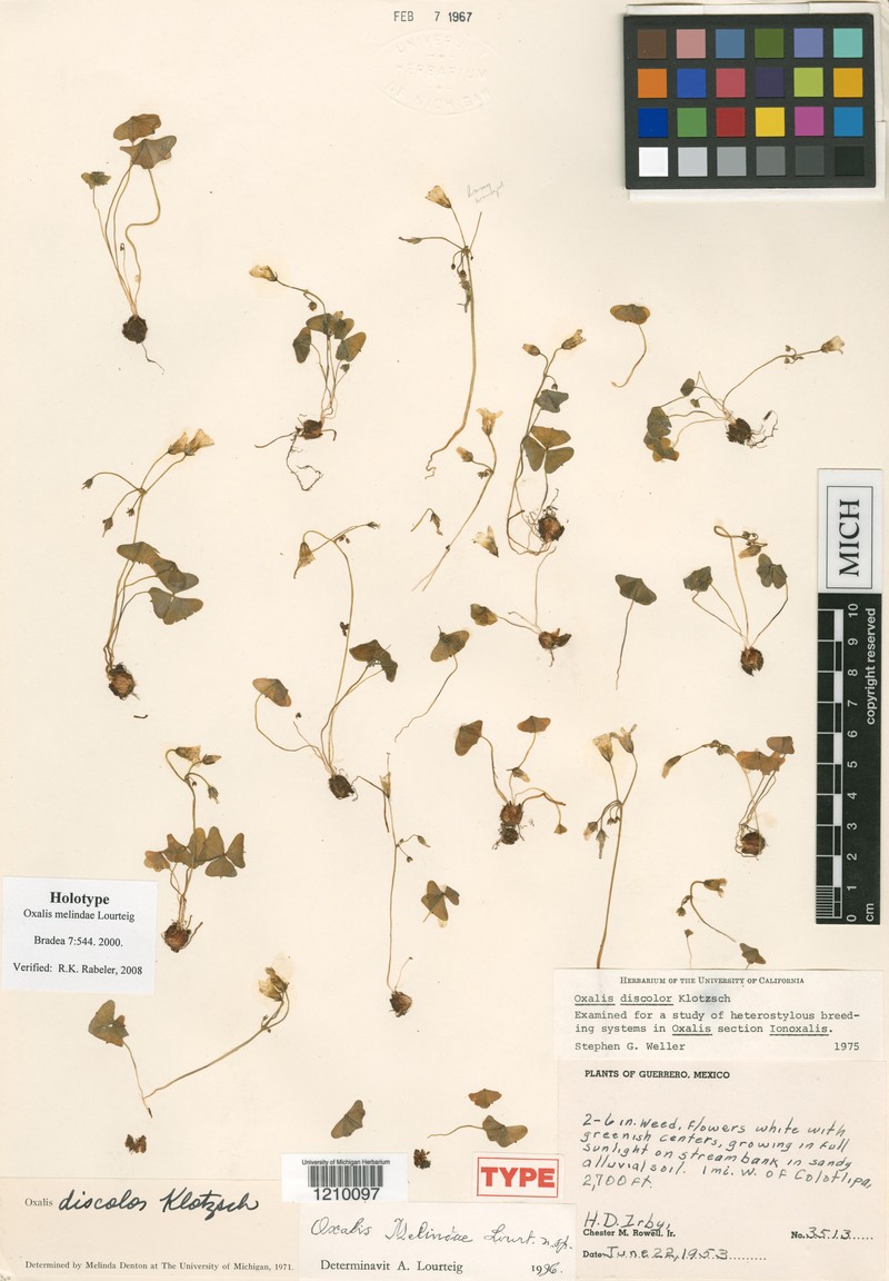 Oxalis melindae