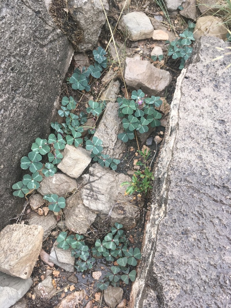 Oxalis metcalfei