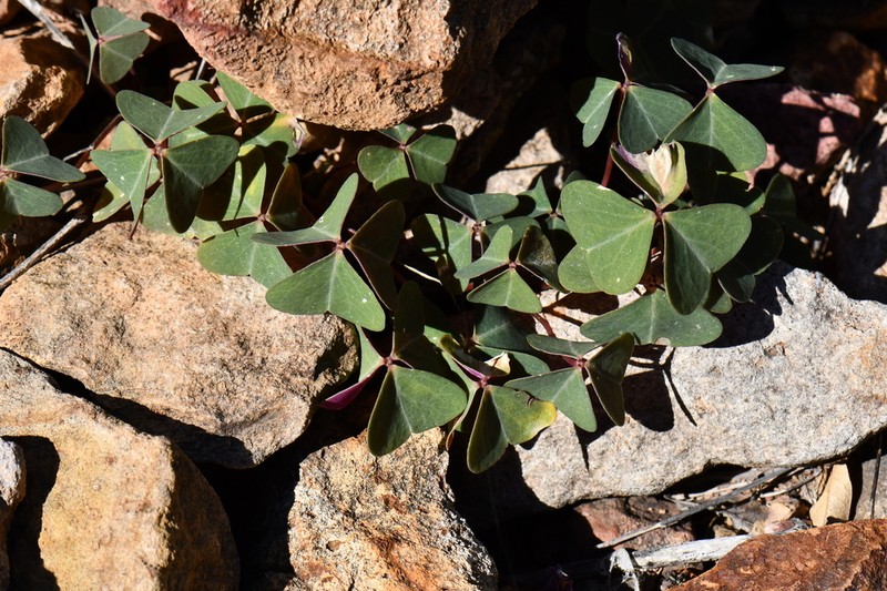 Oxalis metcalfei photo 2