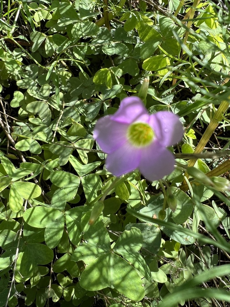 Oxalis metcalfei photo 3