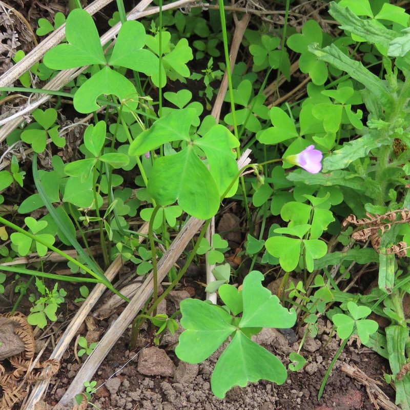 Oxalis metcalfei photo 4