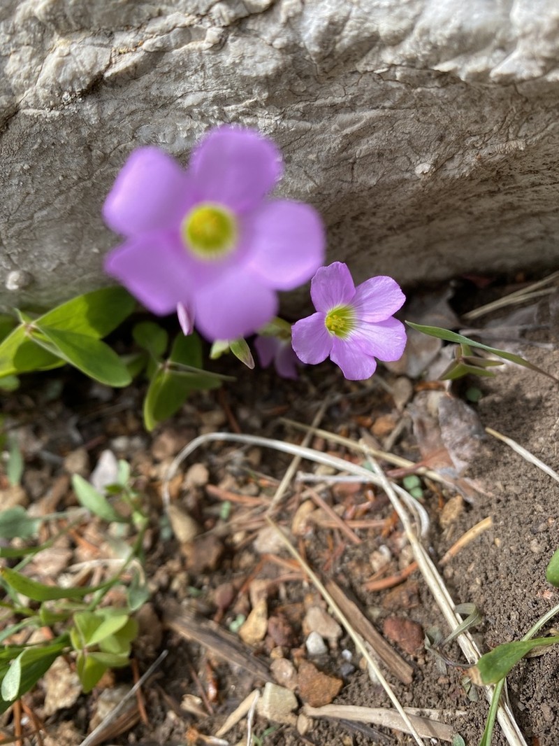 Oxalis metcalfei photo 5