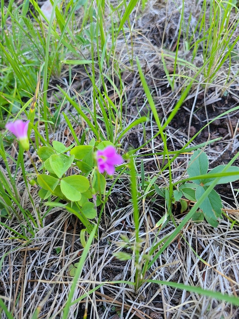 Oxalis metcalfei photo 6