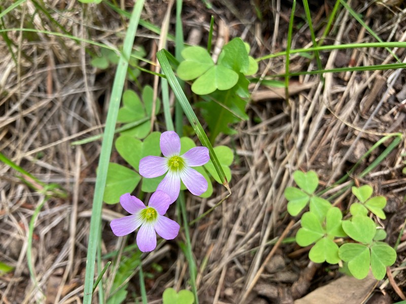 Oxalis metcalfei photo 7