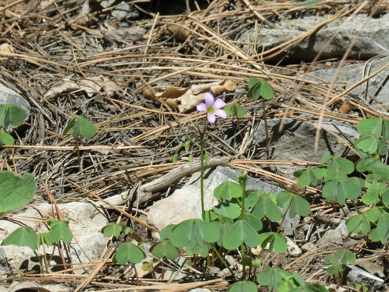 Oxalis metcalfei photo 8