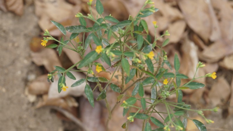 Oxalis microcarpa