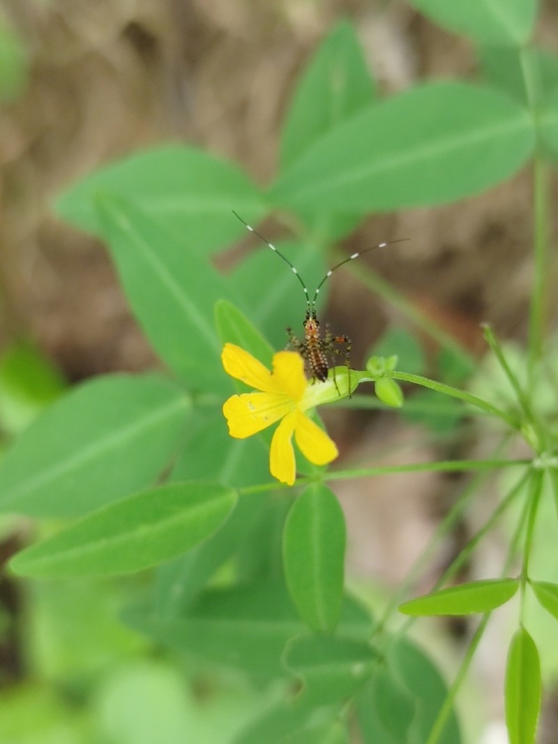 Oxalis microcarpa photo 2