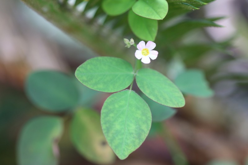 Oxalis microcarpa photo 3