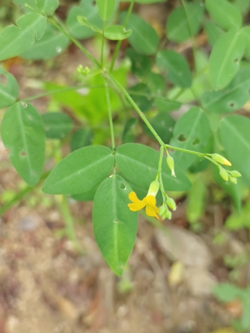 Oxalis microcarpa photo 4