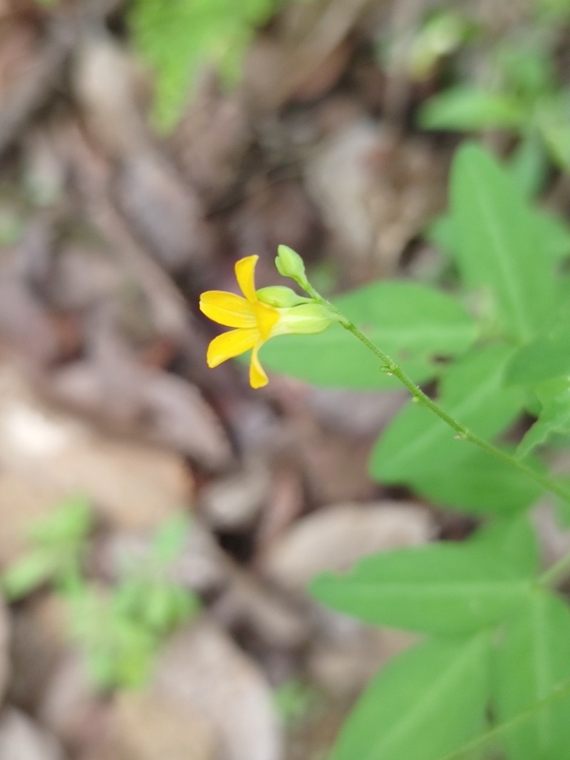 Oxalis microcarpa photo 5