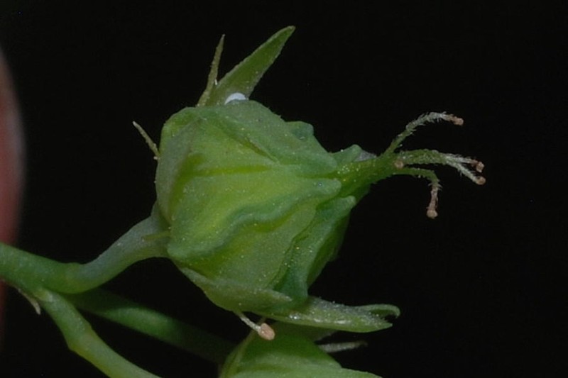 Oxalis microcarpa photo 6