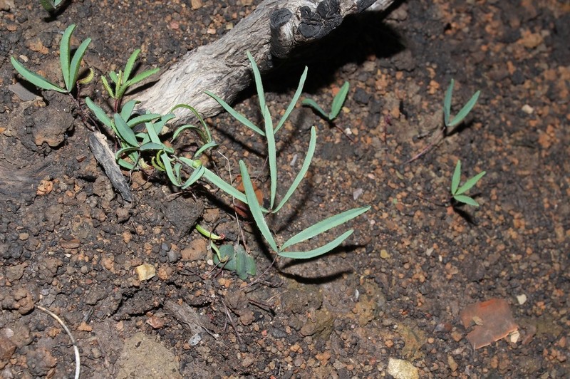 Oxalis microdonta