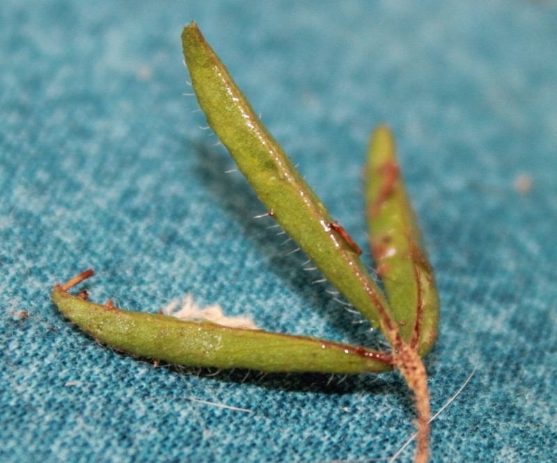 Oxalis microdonta photo 3