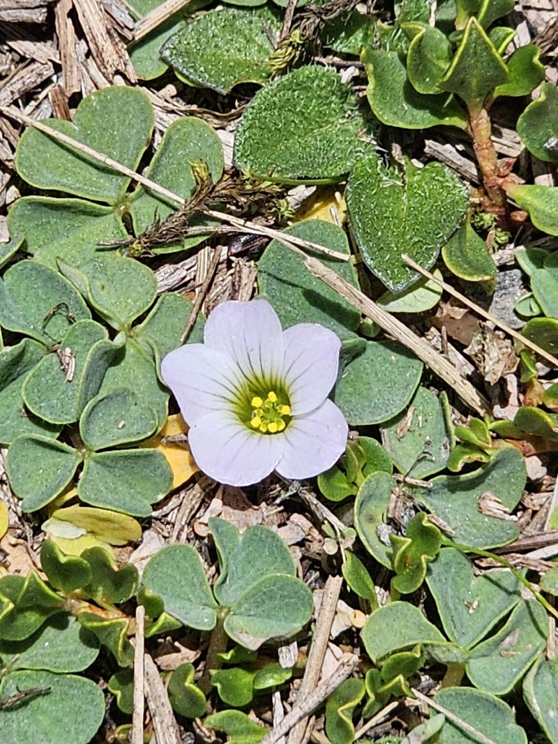 Oxalis minima