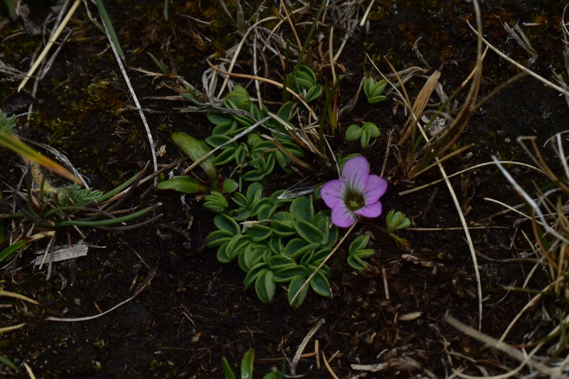 Oxalis minima photo 2
