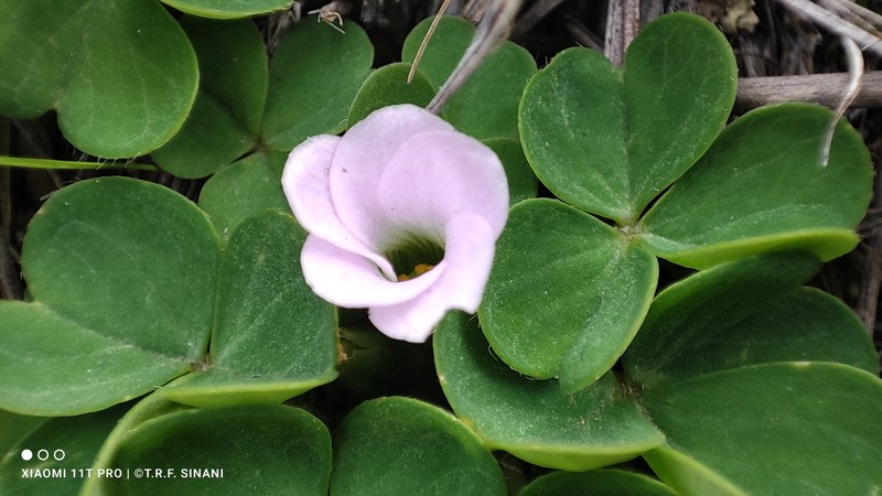 Oxalis minima photo 3