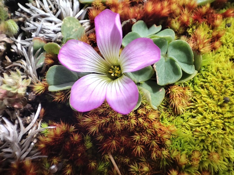 Oxalis minima photo 4