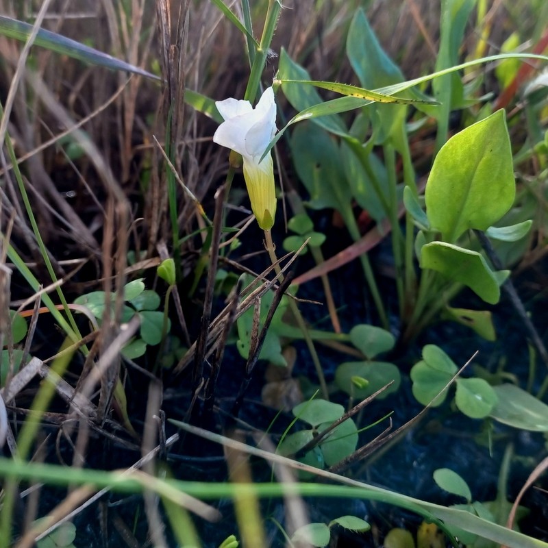 Oxalis minuta