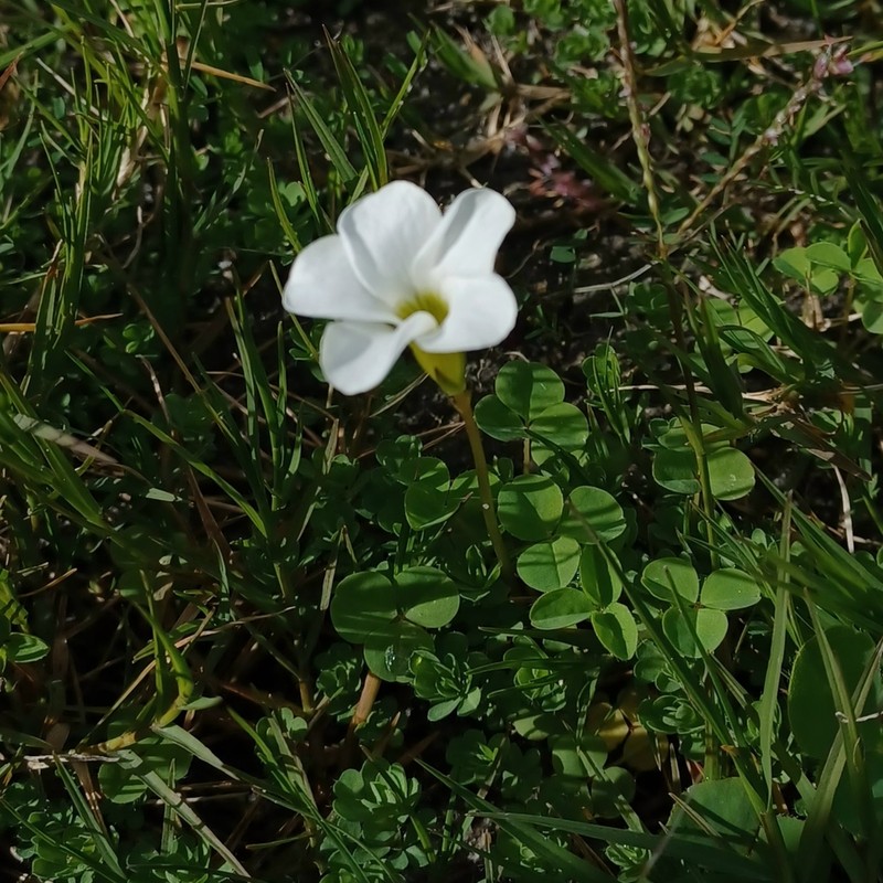 Oxalis minuta photo 2
