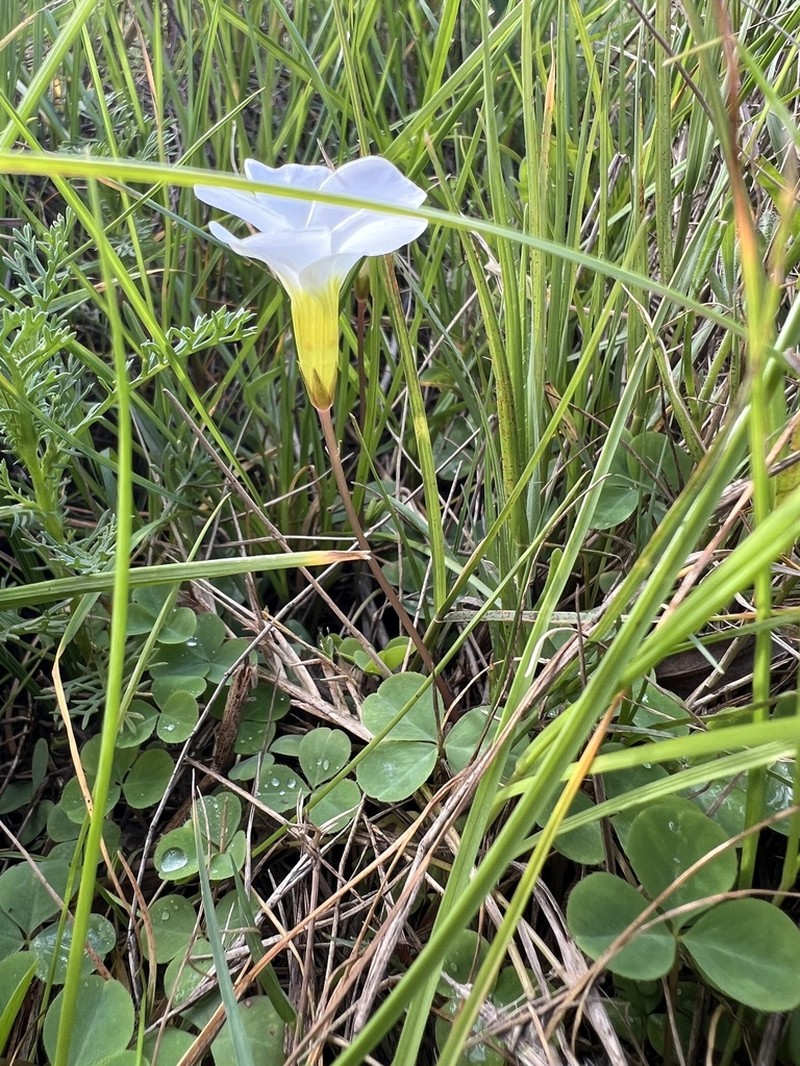 Oxalis minuta photo 3