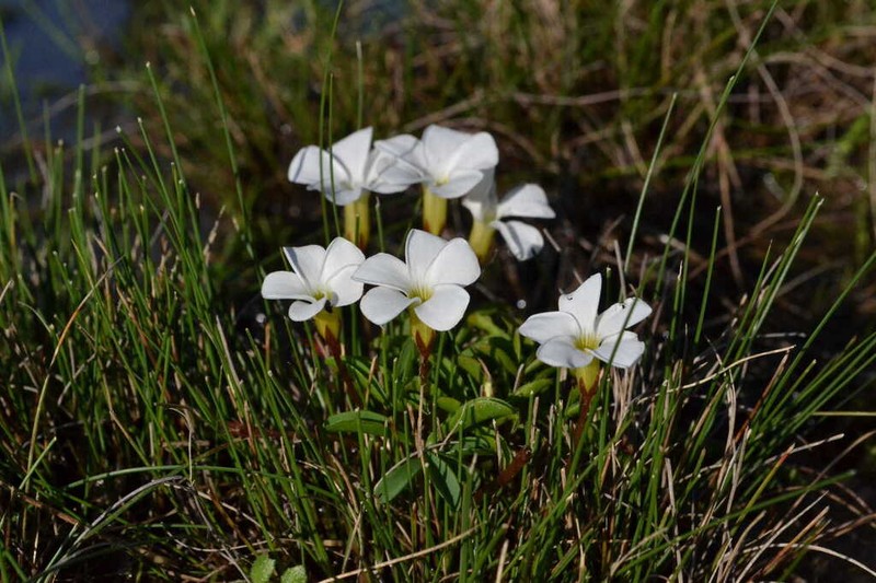 Oxalis minuta photo 5