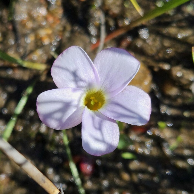 Oxalis minuta photo 6